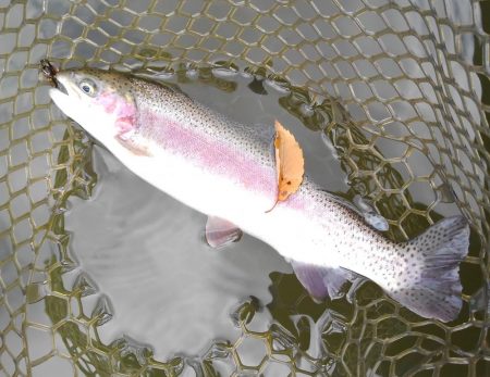 大安トラウトレイク釣果